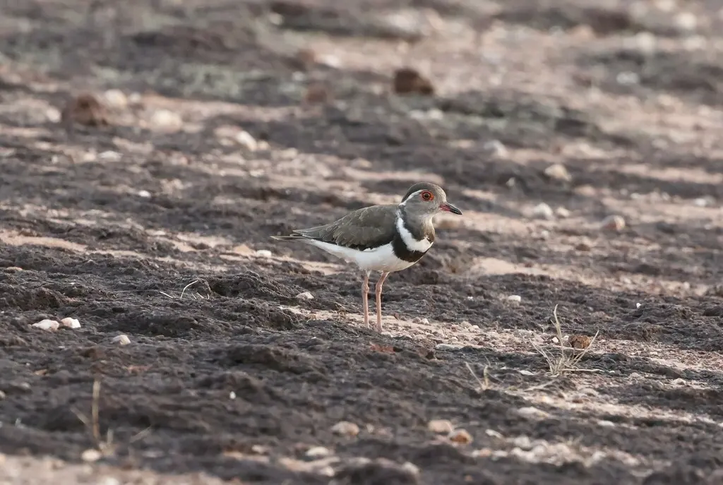 福氏鸻(Thinornis forbesi)