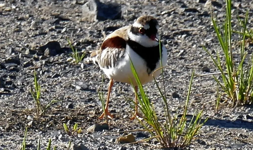 黑额鸻(Thinornis melanops)