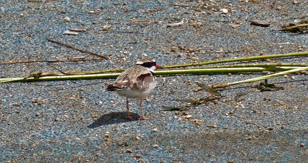 黑额鸻(Thinornis melanops)