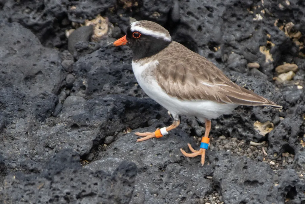 滨鸻(Thinornis novaeseelandiae)