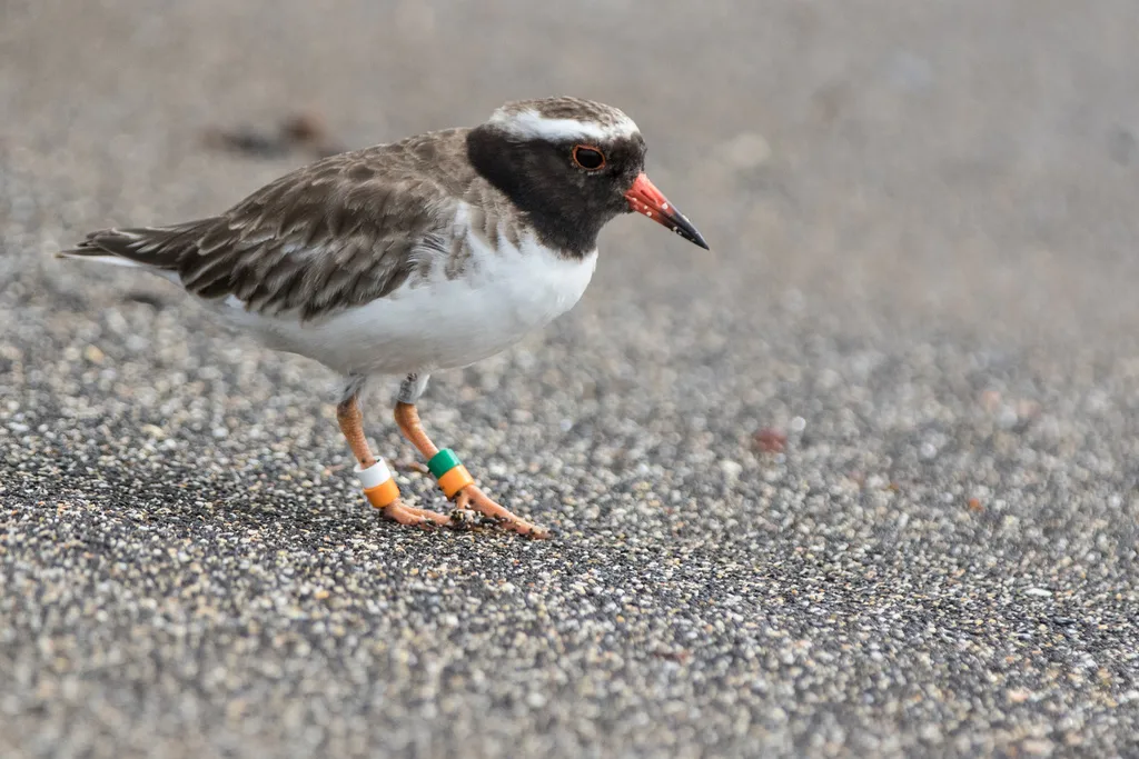 滨鸻(Thinornis novaeseelandiae)