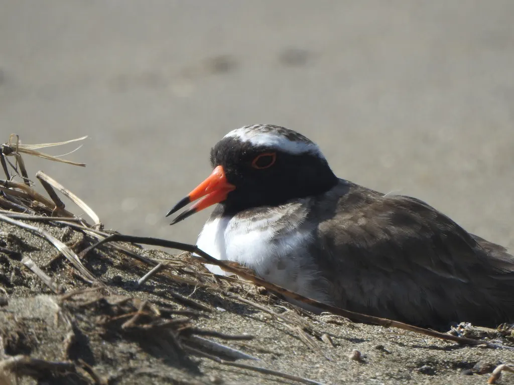 滨鸻(Thinornis novaeseelandiae)