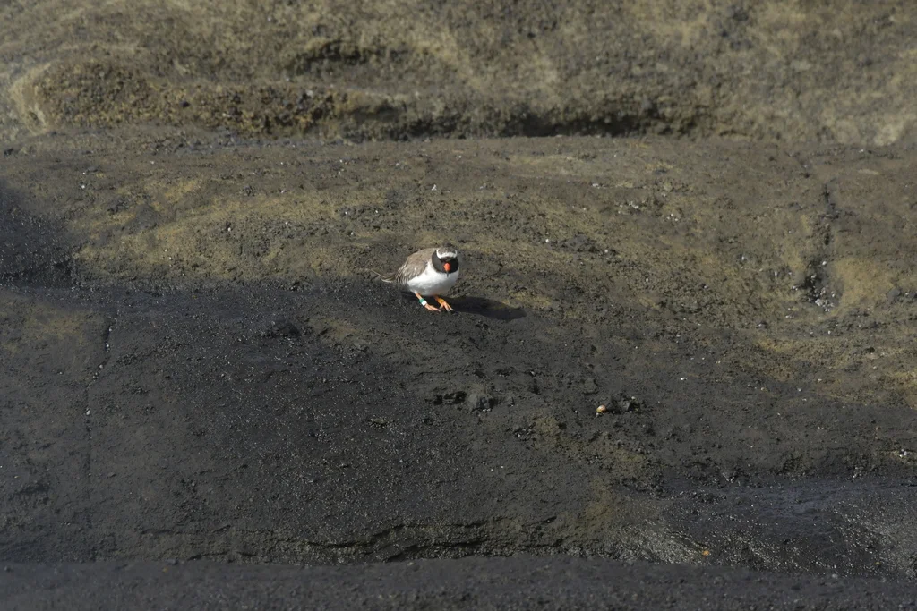 滨鸻（Thinornis novaeseelandiae）