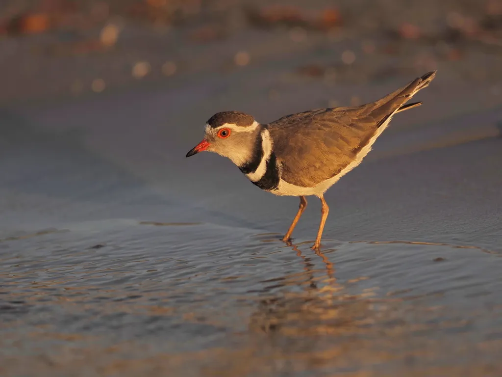 三色鸻(Thinornis tricollaris)