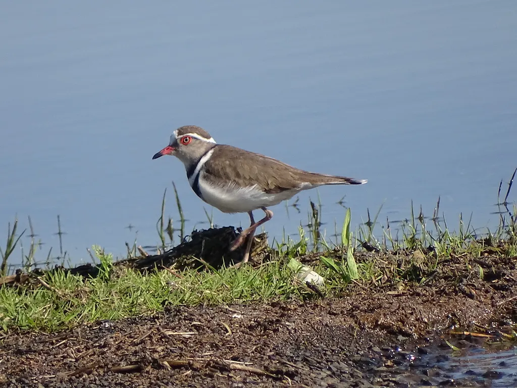 三色鸻(Thinornis tricollaris)