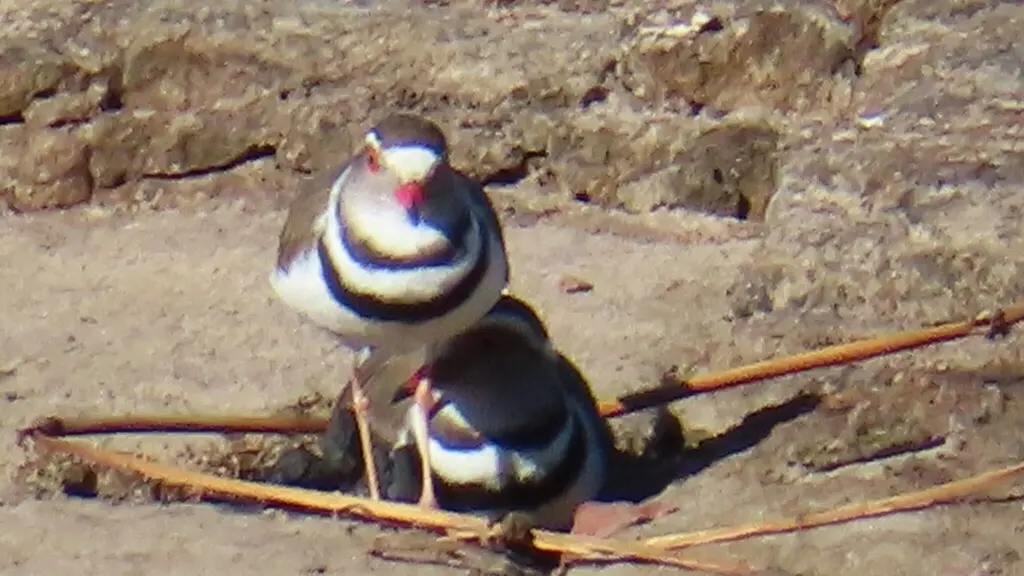 三色鸻(Thinornis tricollaris)