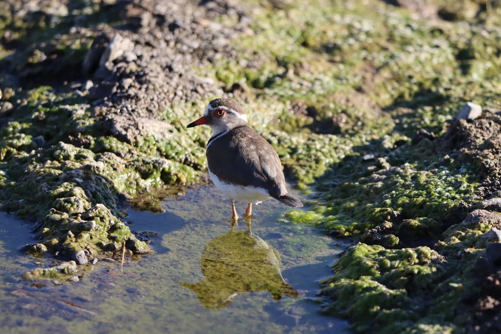 三色鸻(Thinornis tricollaris)