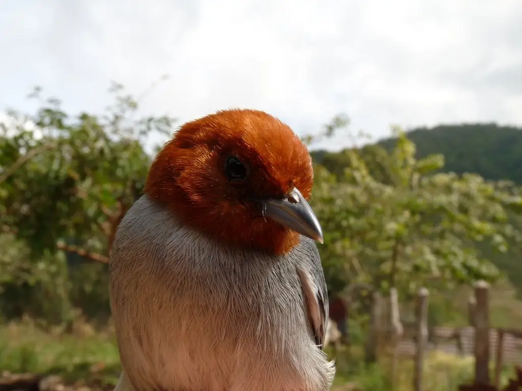 黄头灰背雀(Thlypopsis fulviceps)