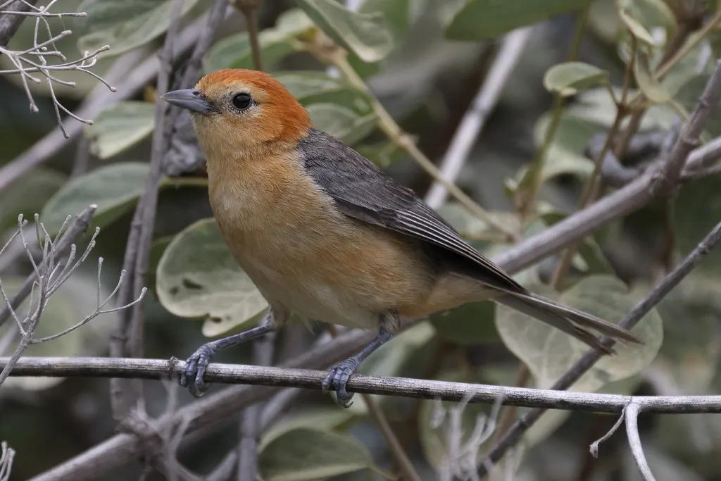 黄腹灰背雀(Thlypopsis inornata)