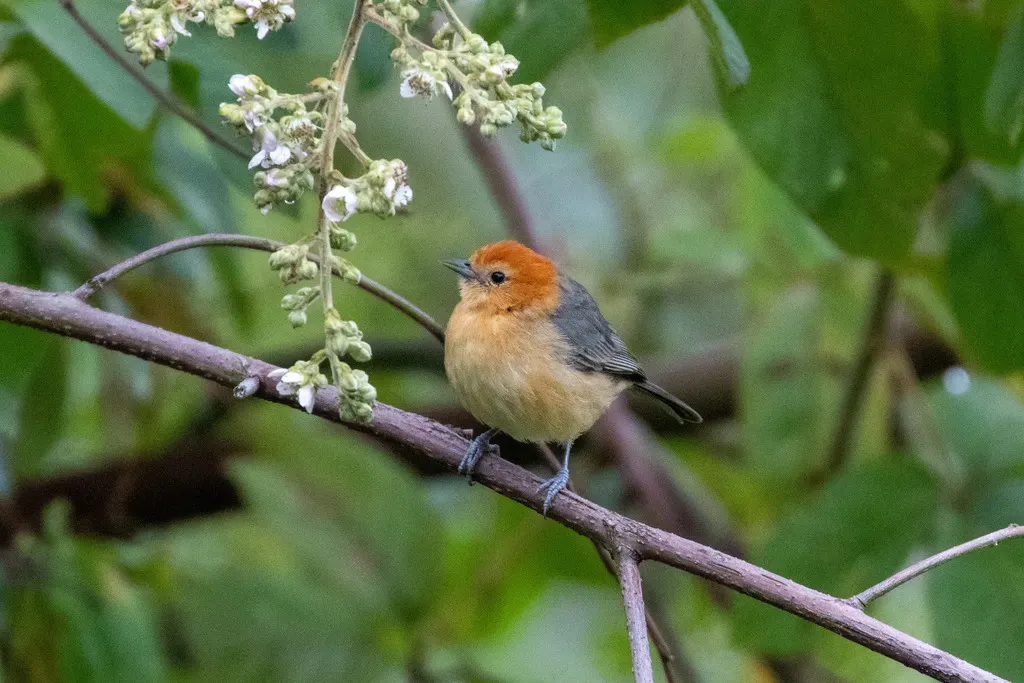 黄腹灰背雀(Thlypopsis inornata)