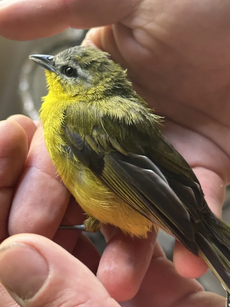白眉拟雀(Thlypopsis superciliaris)