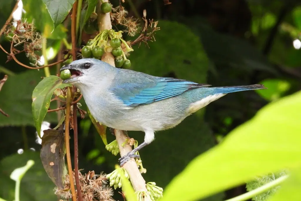 蓝肩裸鼻雀(Thraupis cyanoptera)