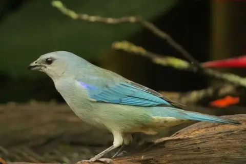 蓝肩裸鼻雀