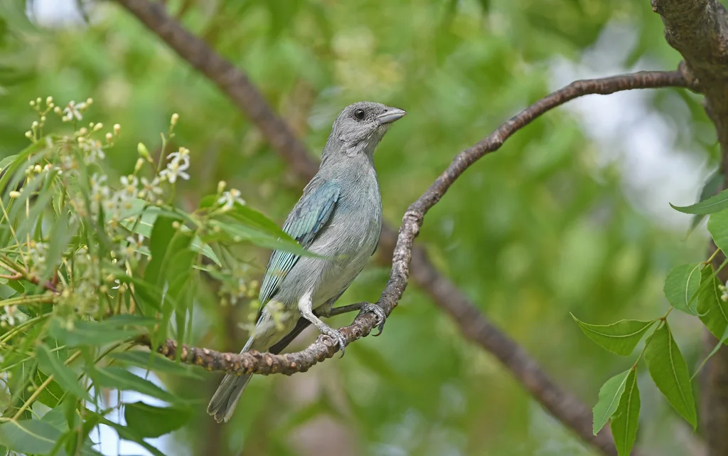 绿灰裸鼻雀(Thraupis glaucocolpa)