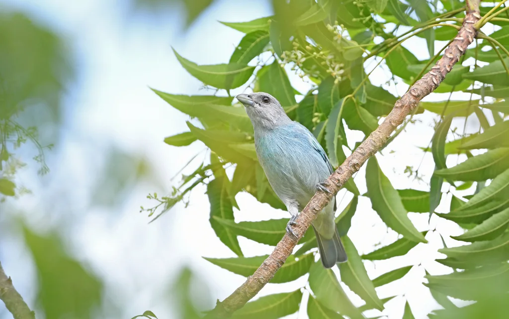 绿灰裸鼻雀(Thraupis glaucocolpa)