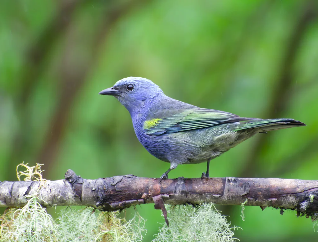 金肩纹裸鼻雀(Thraupis ornata)
