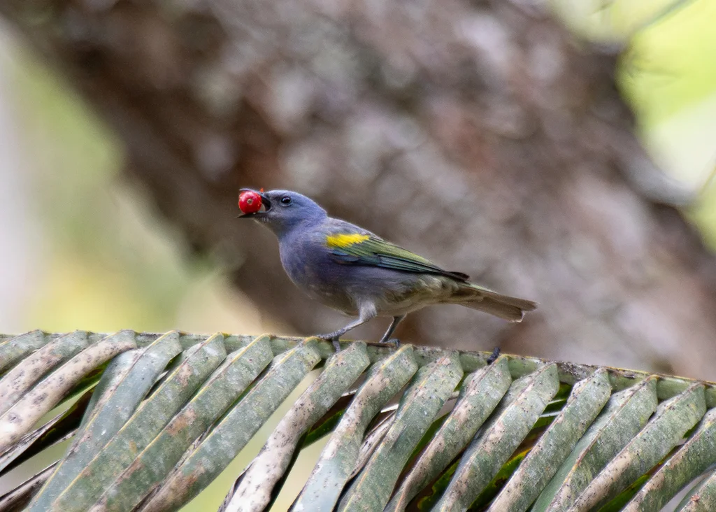 金肩纹裸鼻雀(Thraupis ornata)