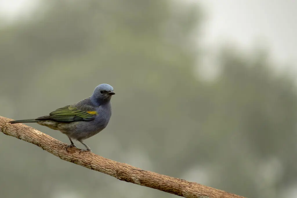 金肩纹裸鼻雀(Thraupis ornata)