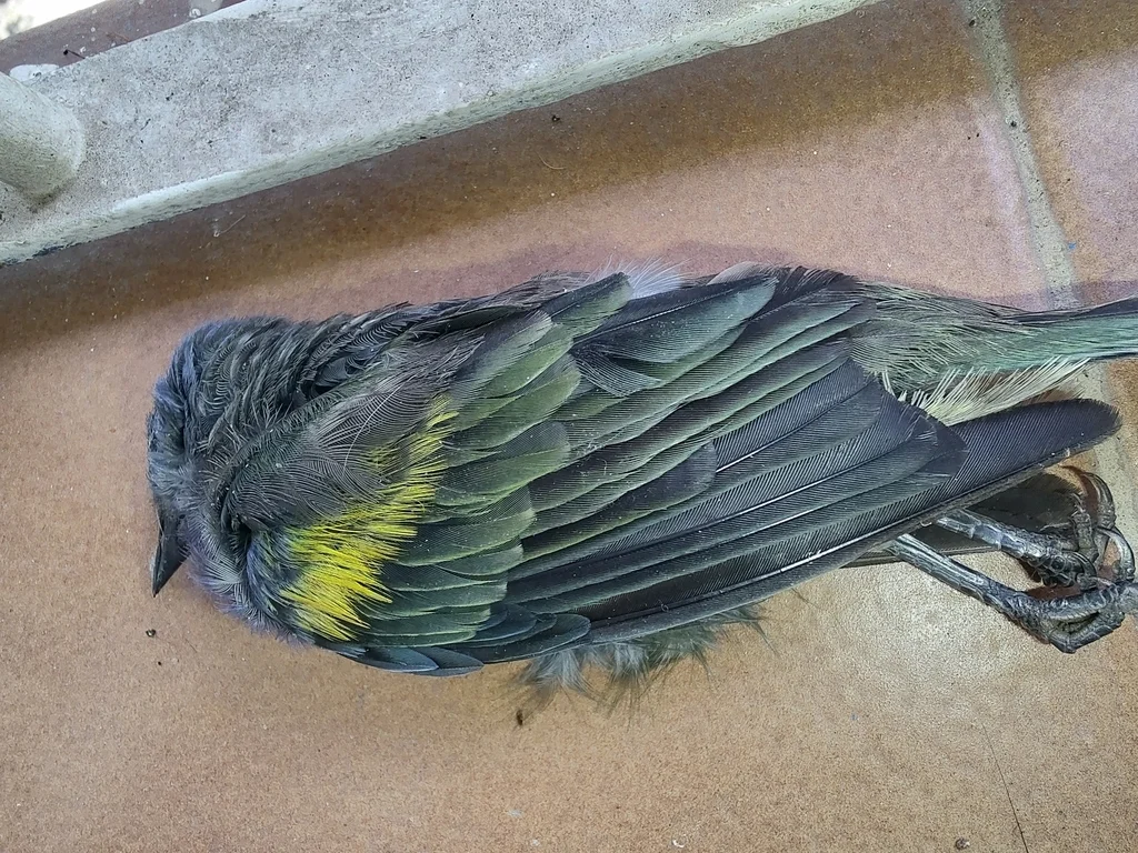 金肩纹裸鼻雀(Thraupis ornata)