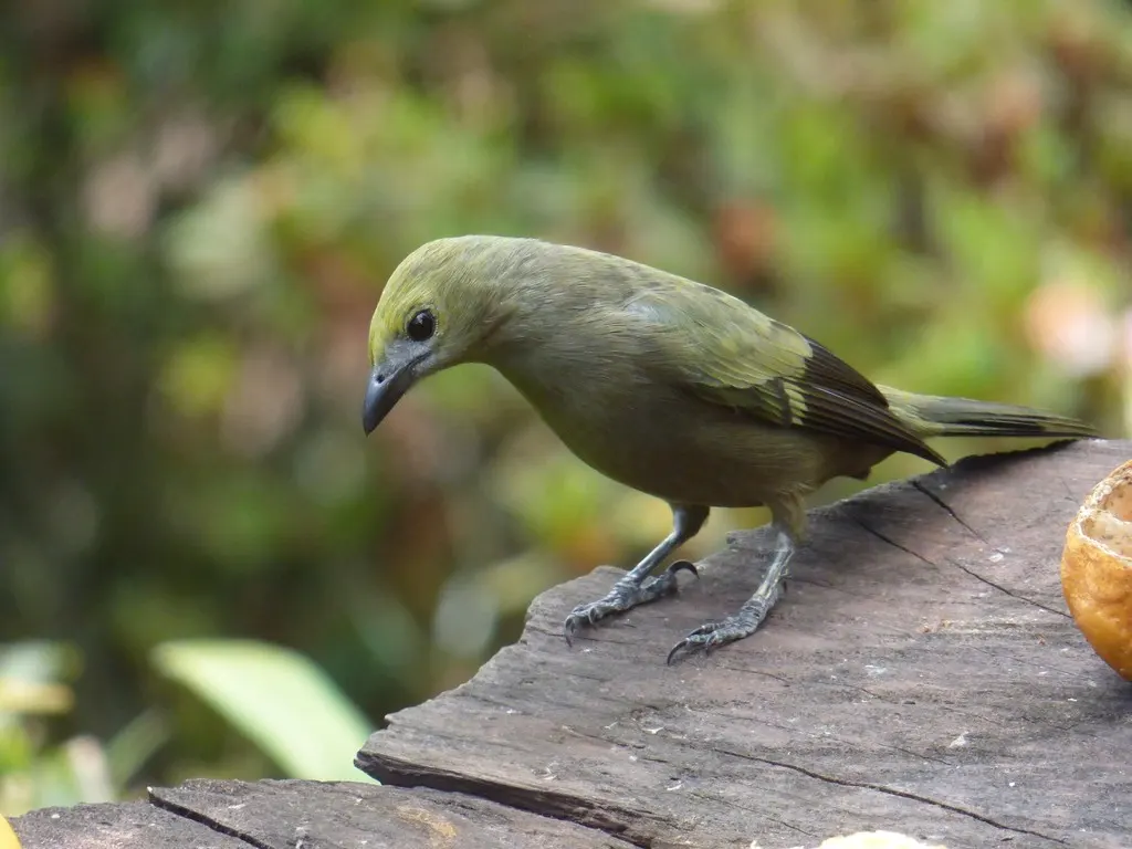棕榈裸鼻雀(Thraupis palmarum)