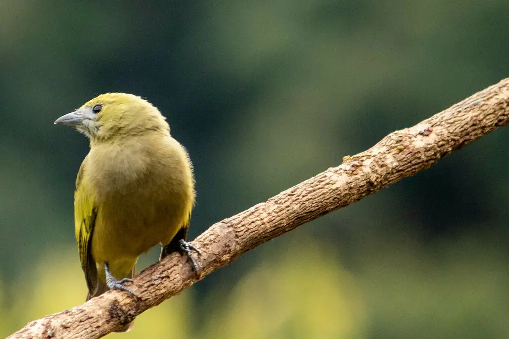棕榈裸鼻雀(Thraupis palmarum)