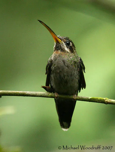 斑尾髭喉蜂鸟(Threnetes ruckeri)