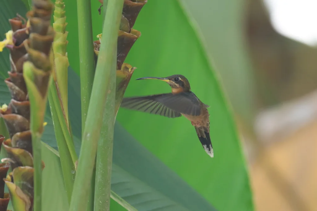 斑尾髭喉蜂鸟(Threnetes ruckeri)