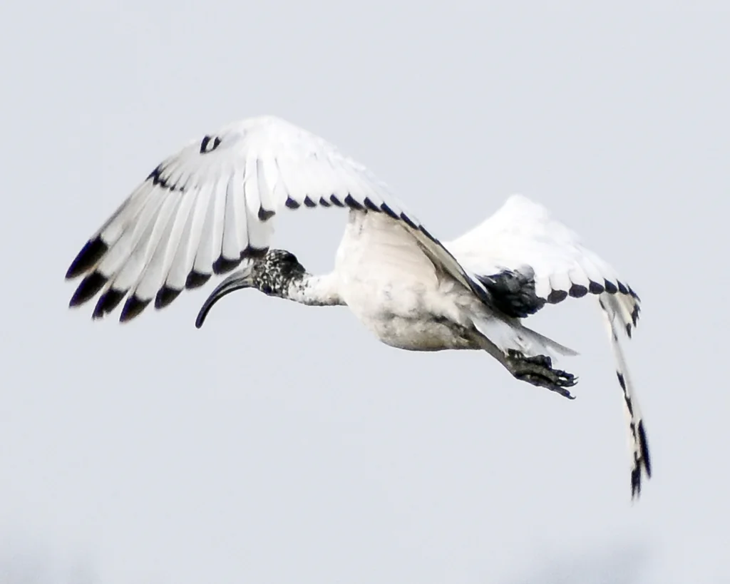 非洲白鹮(Threskiornis aethiopicus)