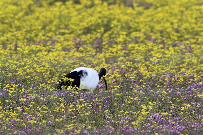 非洲白鹮(Threskiornis aethiopicus)