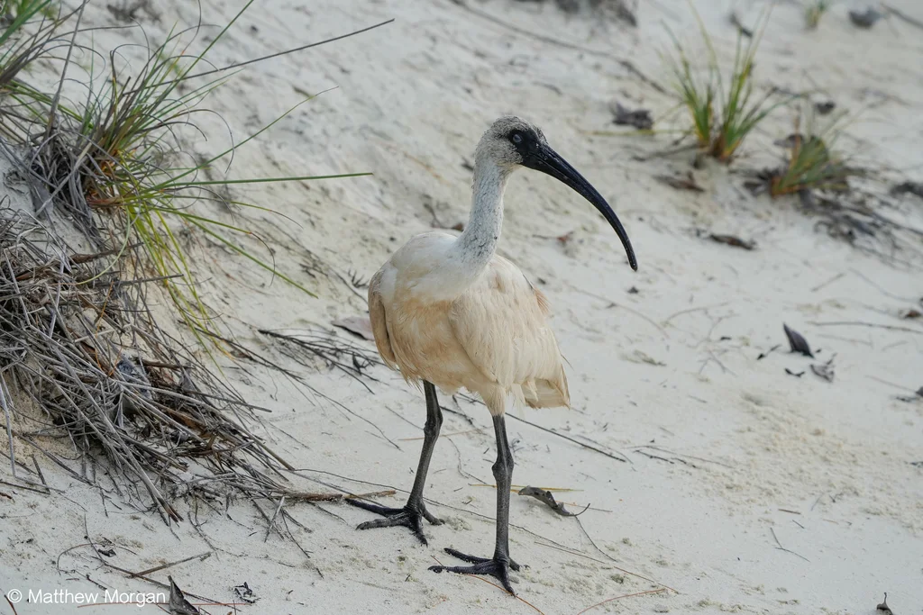 马岛白鹮(Threskiornis bernieri)
