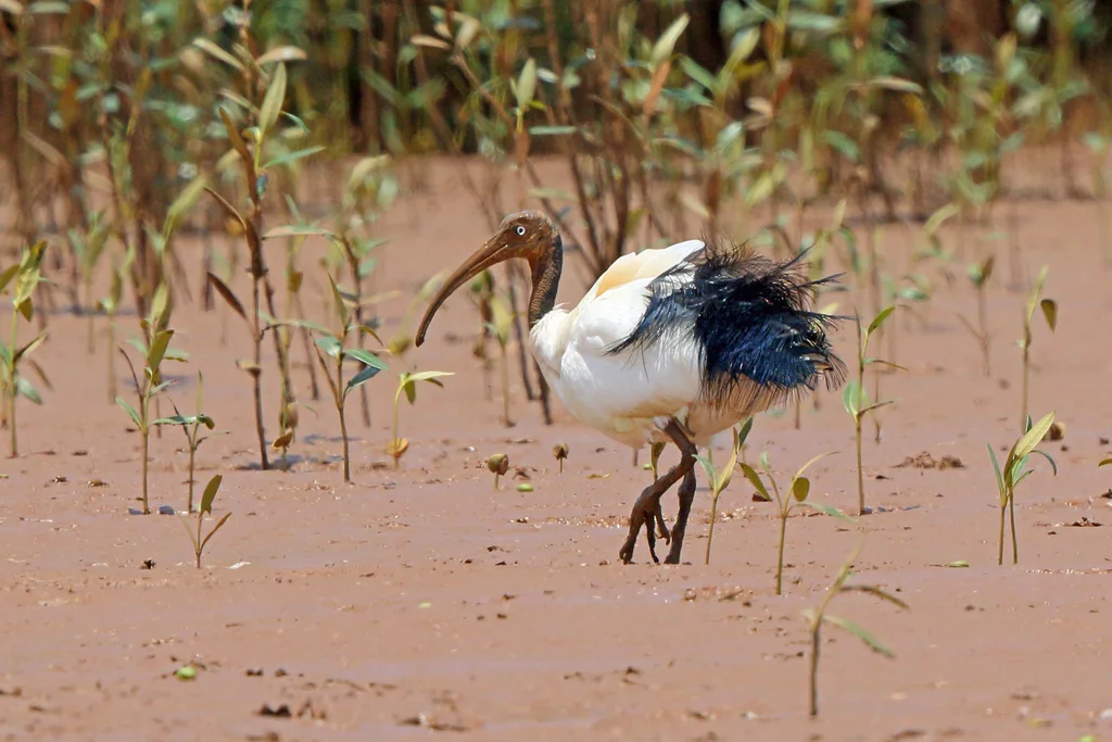 马岛白鹮(Threskiornis bernieri)