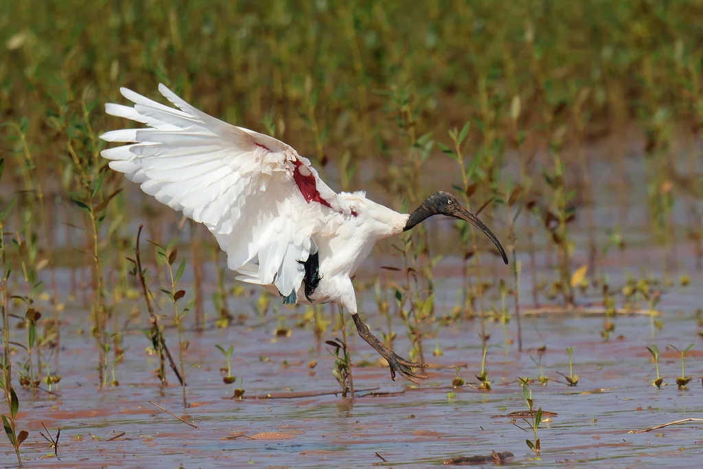 马岛白鹮(Threskiornis bernieri)