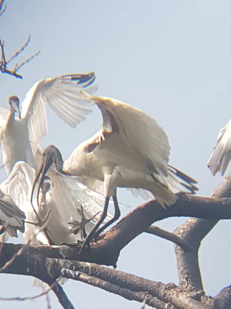 黑头白鹮(Threskiornis melanocephalus)