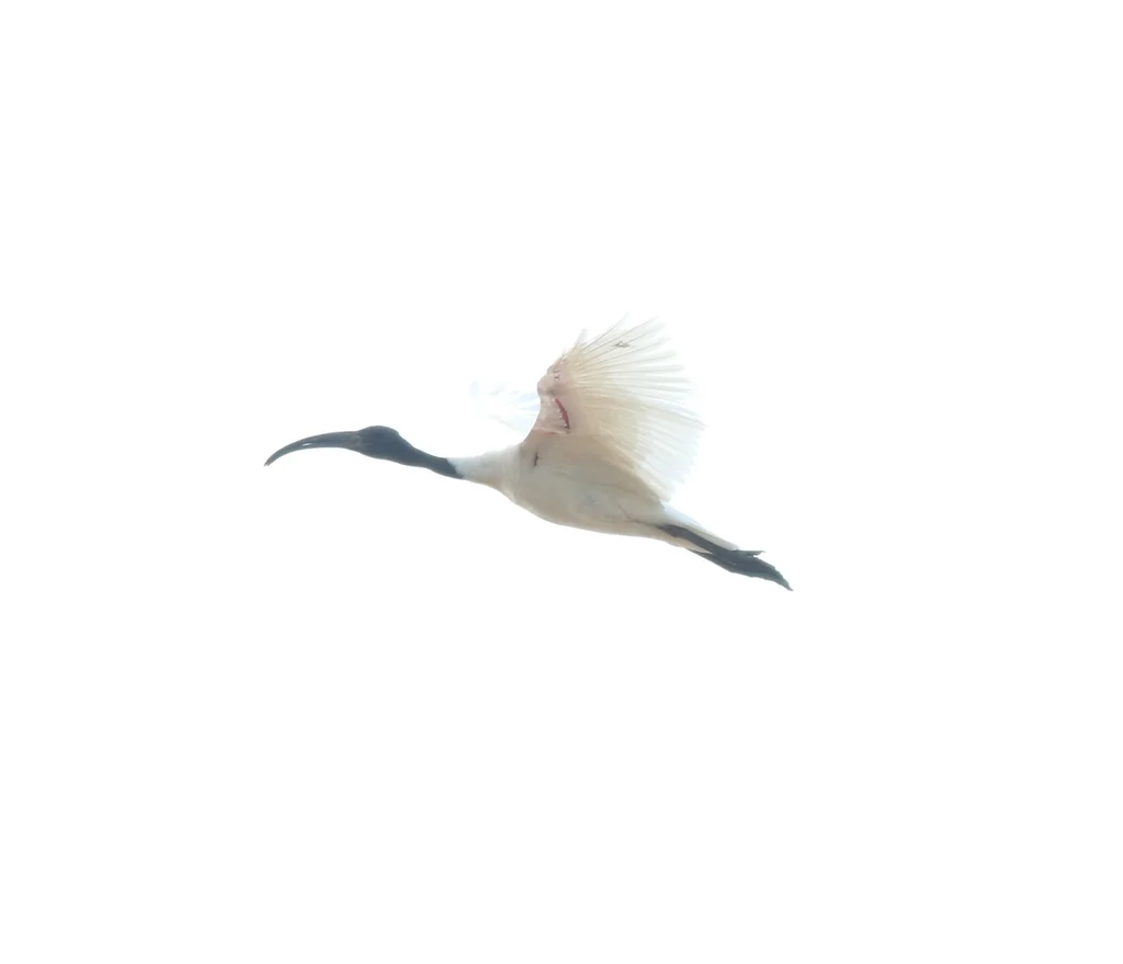 黑头白鹮(Threskiornis melanocephalus)