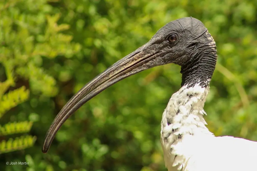 澳洲白鹮(Threskiornis molucca)