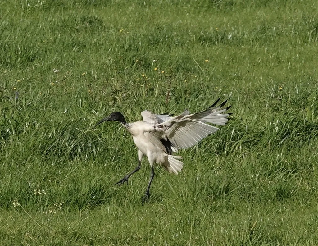 澳洲白鹮(Threskiornis molucca)