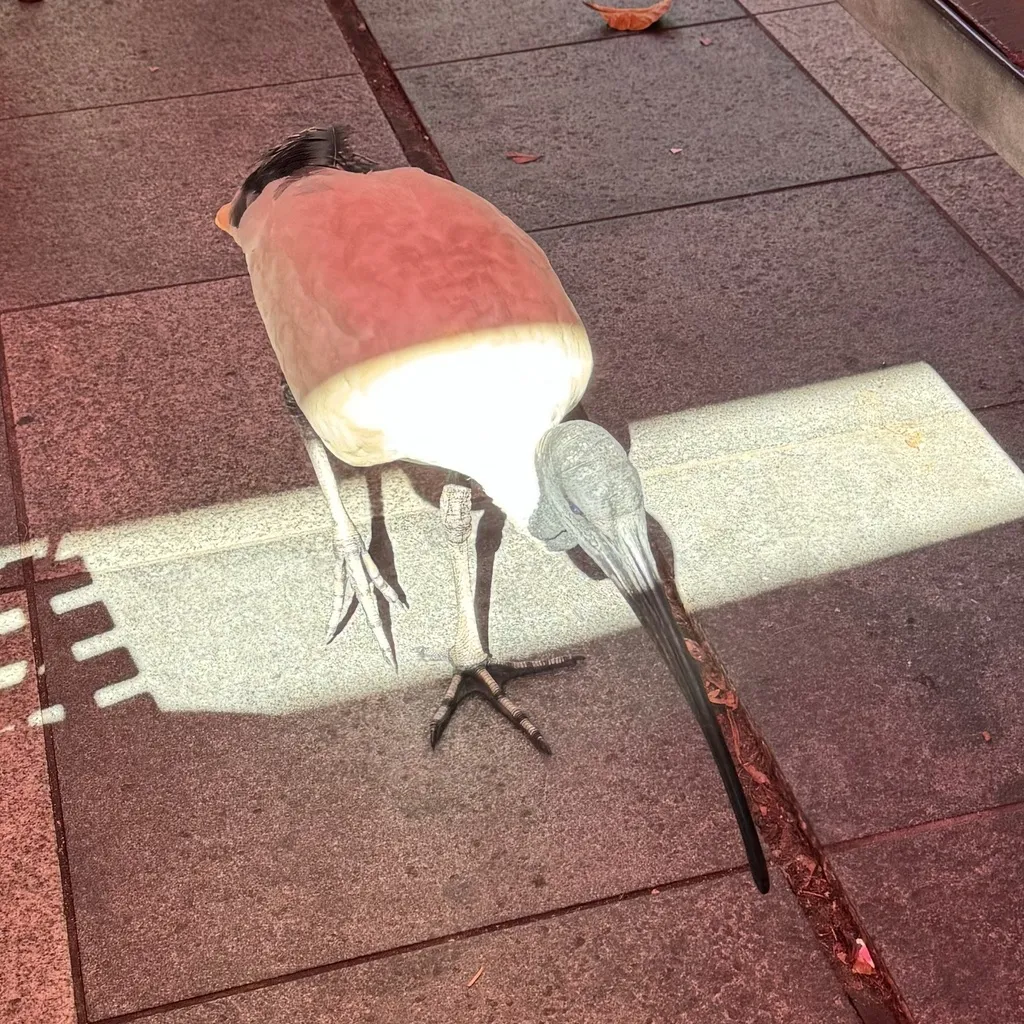 澳洲白鹮(Threskiornis molucca)