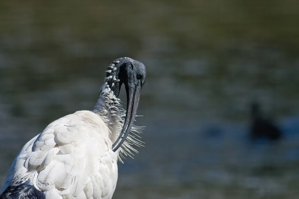 澳洲白鹮(Threskiornis molucca)