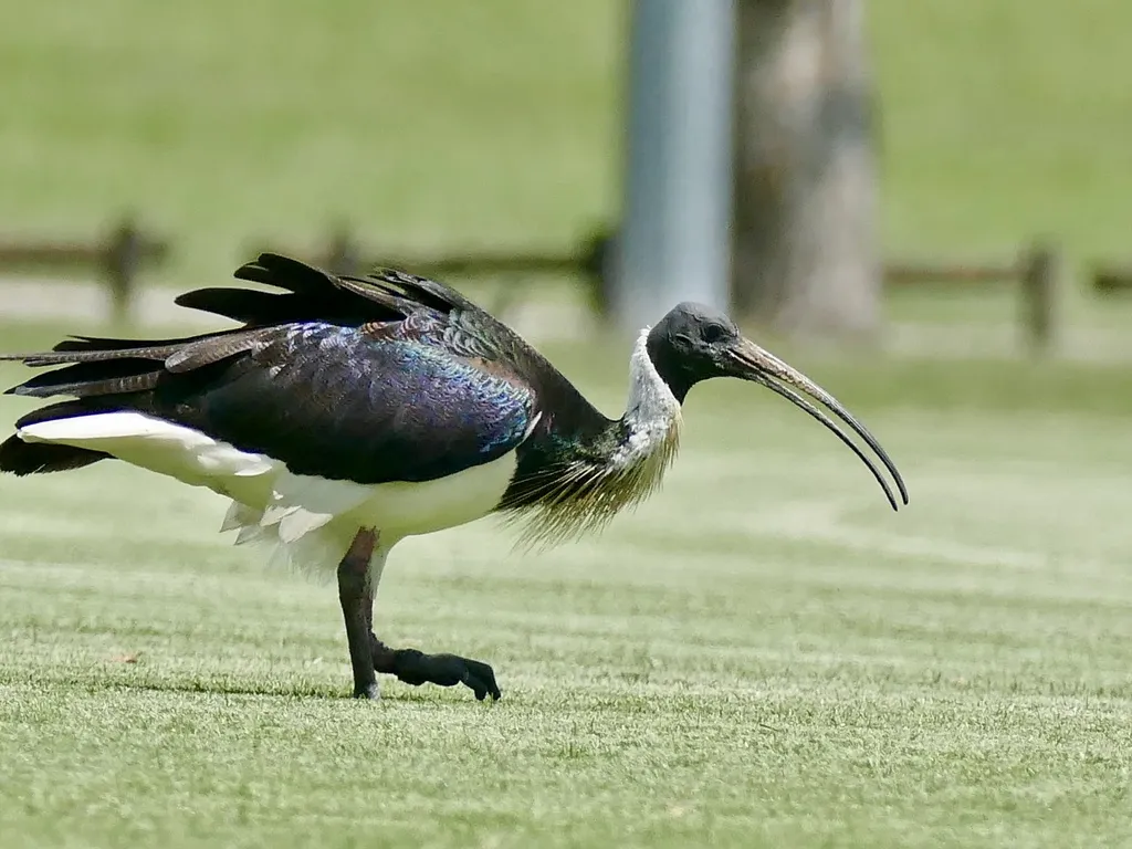 蓑颈白鹮(Threskiornis spinicollis)