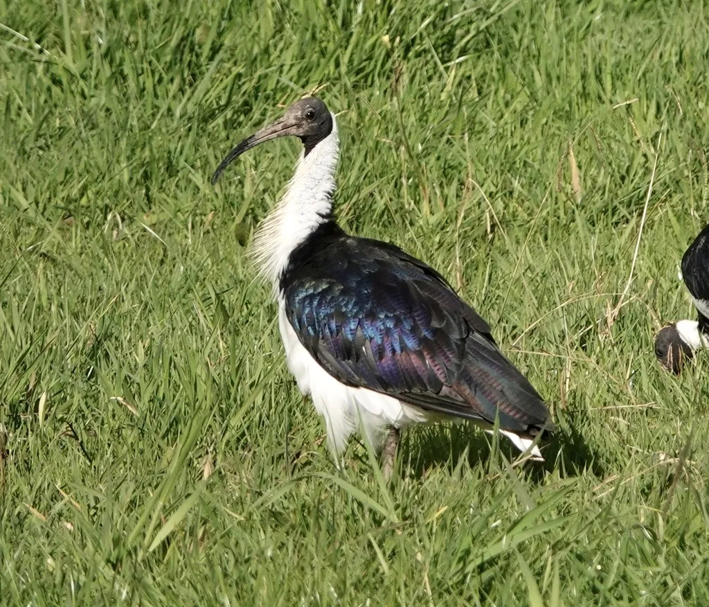 蓑颈白鹮(Threskiornis spinicollis)