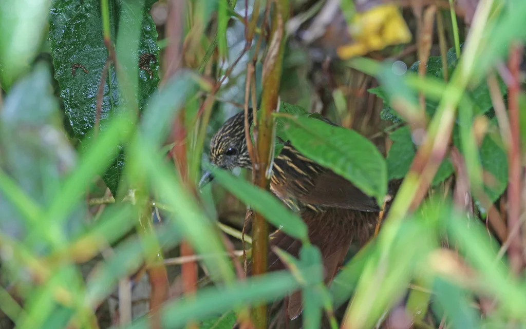 火红树猎雀(Thripadectes flammulatus)