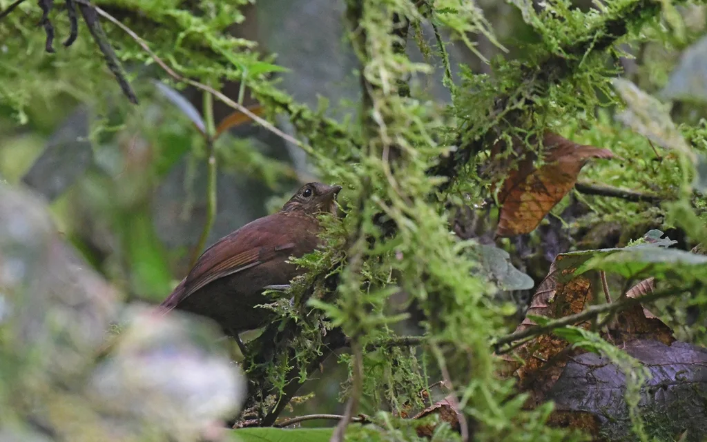 纯色树猎雀(Thripadectes ignobilis)