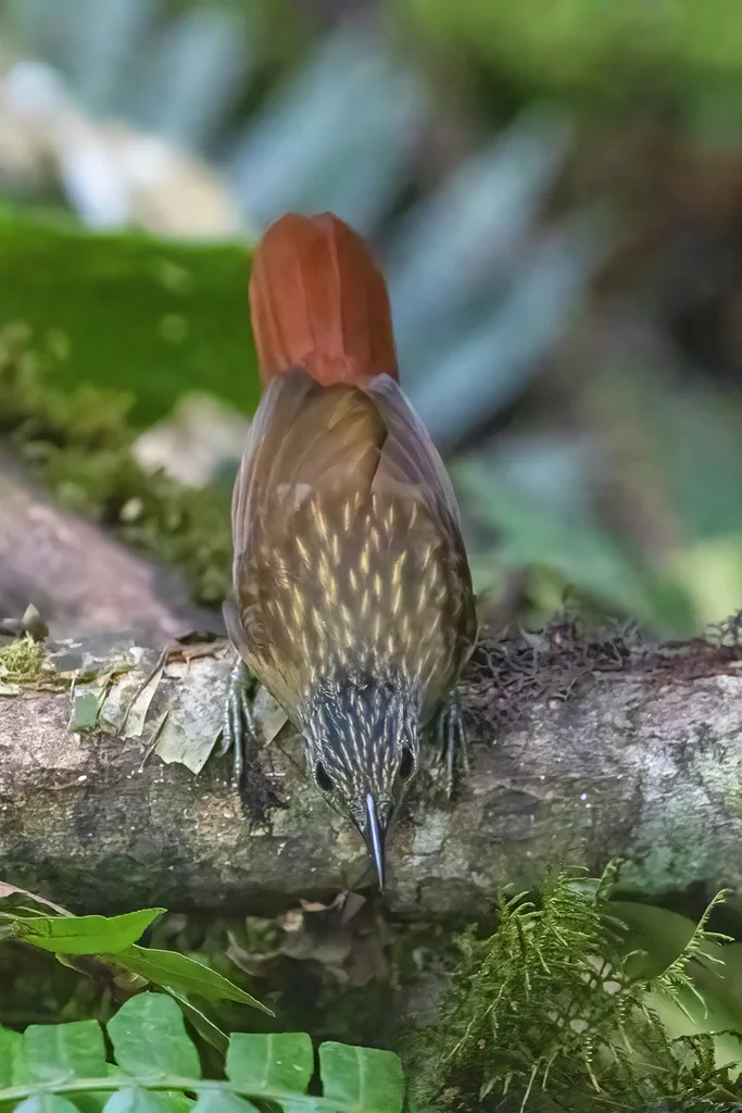 黑嘴树猎雀(Thripadectes melanorhynchus)