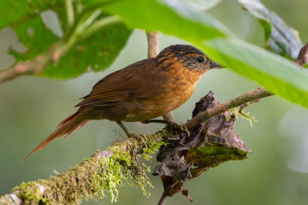 纹胸树猎雀(Thripadectes rufobrunneus)