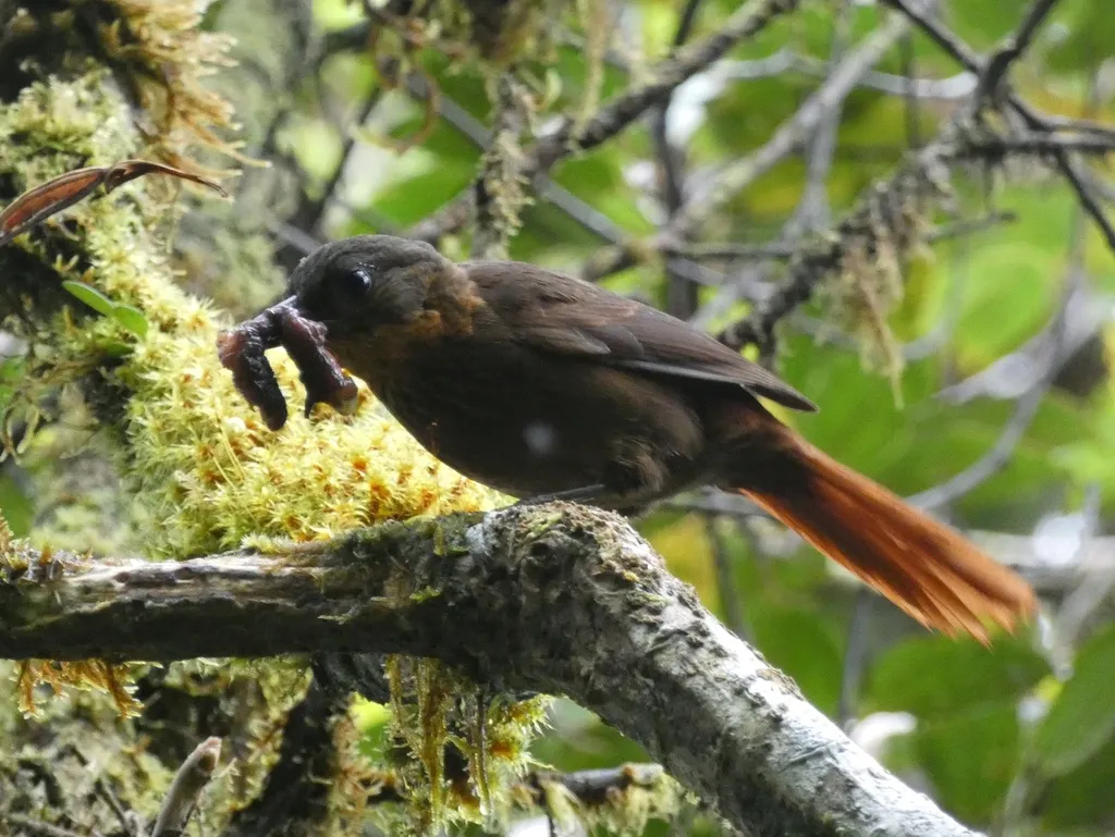 纹胸树猎雀(Thripadectes rufobrunneus)