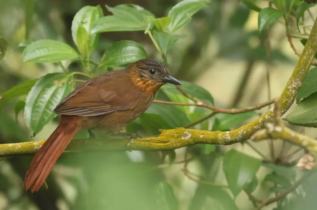 纹胸树猎雀(Thripadectes rufobrunneus)