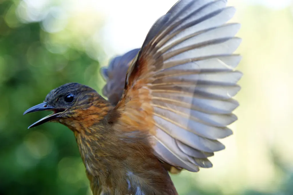 纹胸树猎雀(Thripadectes rufobrunneus)