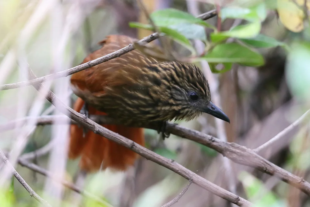 黄喉树猎雀(Thripadectes scrutator)