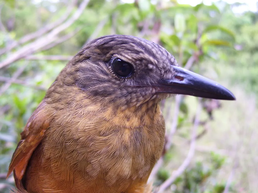 纹顶树猎雀(Thripadectes virgaticeps)