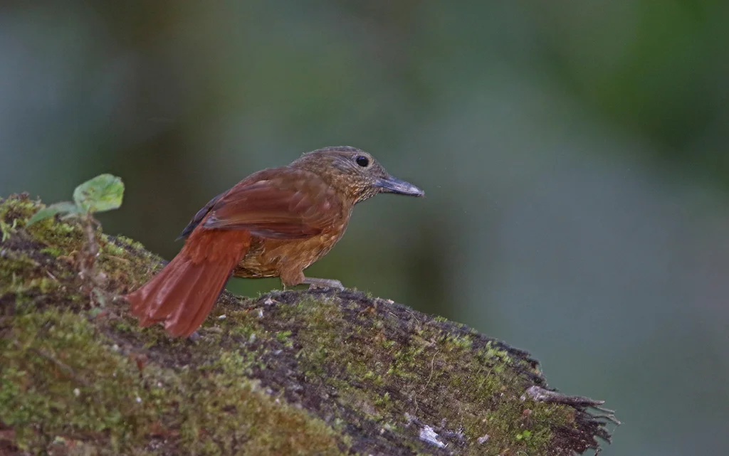 纹顶树猎雀(Thripadectes virgaticeps)